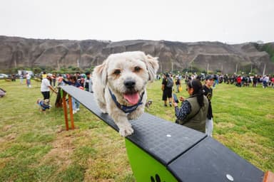 Perro en un parque pet-friendly